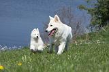 BERGER BLANC SUISSE - ADULTS ET PUPPIES 015